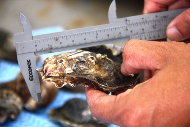Na Depurada as ostras são medidas e passa por um processo de limpeza
