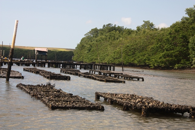 Mesas de cultivo de ostras em Barra de São Miguel