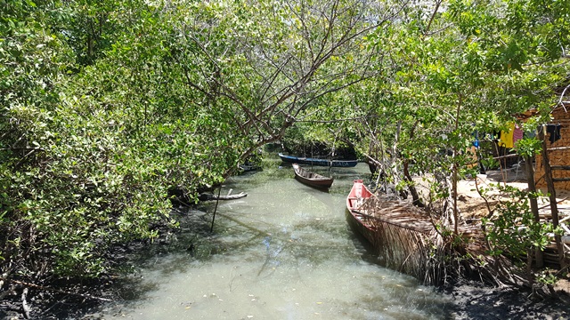 A beleza do manguezal da Palateia