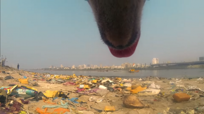 Vídeo mostra um dia na vida de um cachorro de rua e emociona internautas